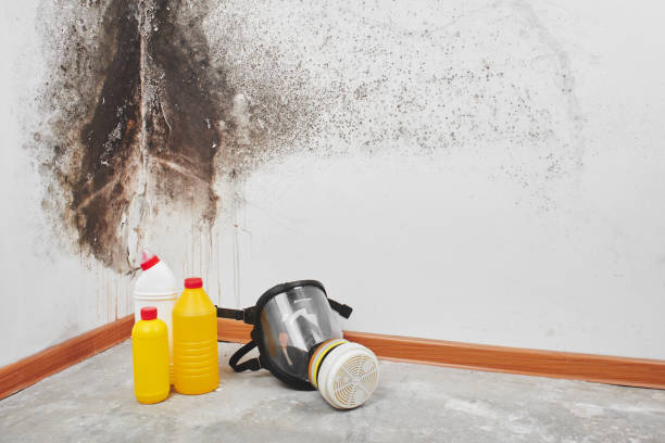 Best Attic Mold Removal  in Canaan, CT