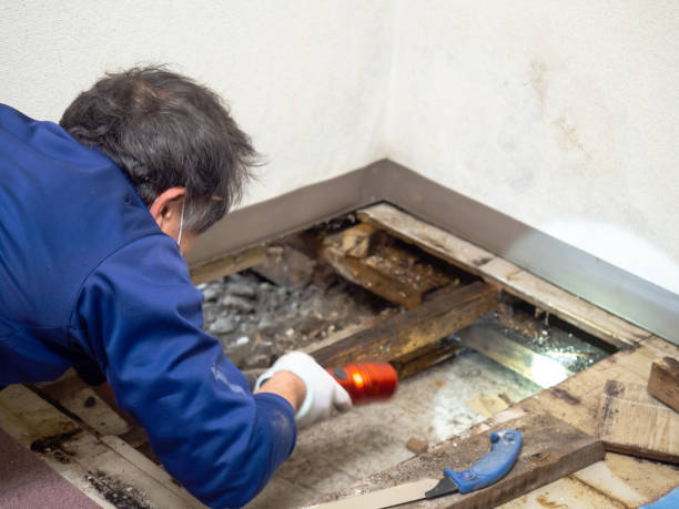 Best Commercial Mold Removal  in Canaan, CT
