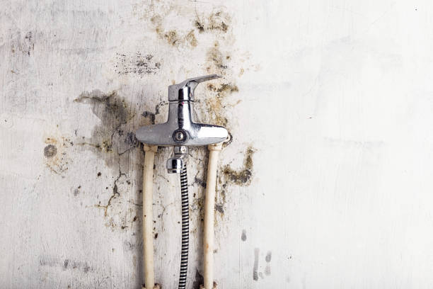 Best Mold Removal Specialists  in Canaan, CT