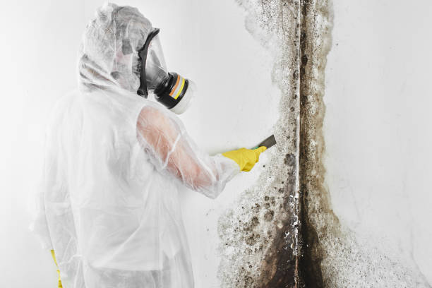 Best Toxic Mold Removal  in Canaan, CT