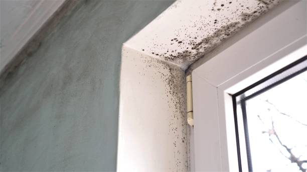 Best Mold Testing  in Canaan, CT