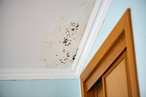 Best Mold Remediation  in Canaan, CT