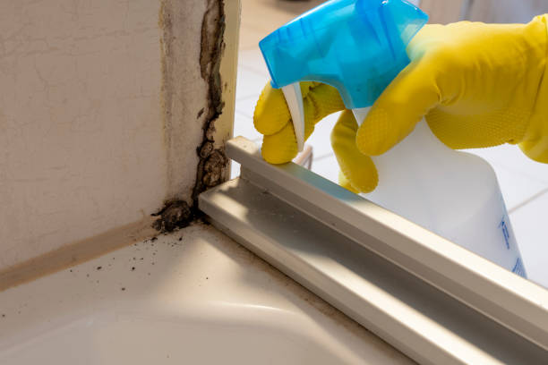 Best Mold Removal Process  in Canaan, CT