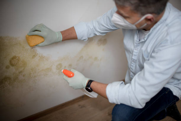 Best Office Mold Removal Services  in Canaan, CT