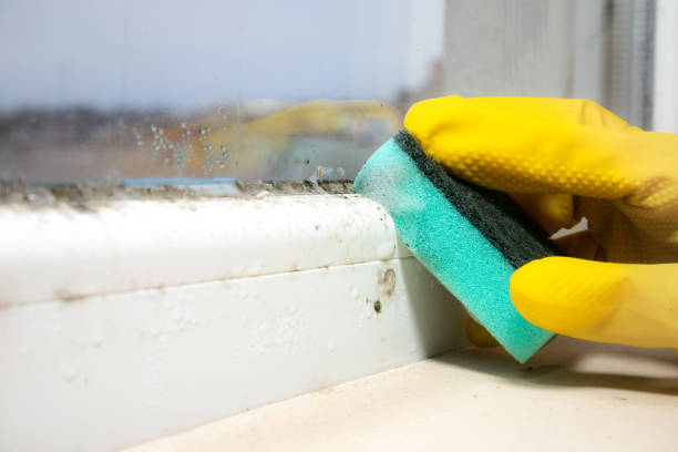 Best Emergency Mold Removal  in Canaan, CT