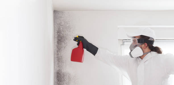 Best Attic Mold Removal  in Canaan, CT