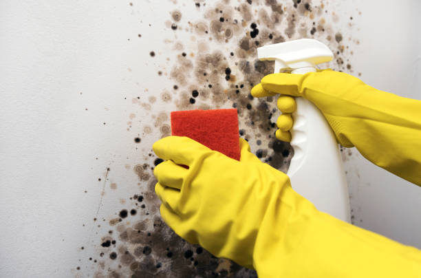 Best Best Mold Removal Companies  in Canaan, CT