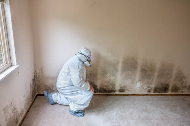 Best Mold Cleaning Services  in Canaan, CT