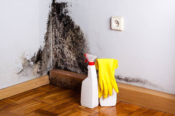 Professional Mold Removal in Canaan, CT
