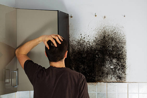 Best Mold Removal Near Me  in Canaan, CT