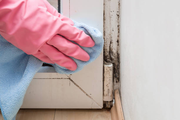 Best Toxic Mold Removal  in Canaan, CT