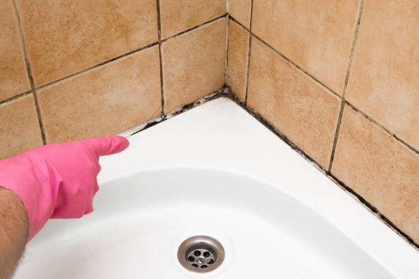 Attic Mold Removal in Canaan, CT
